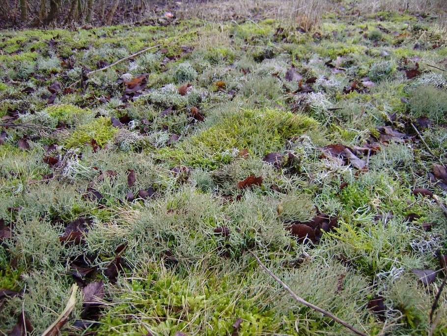 Растительный мир тундрово глеевой почвы