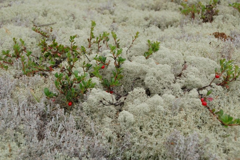 Березовое криволесье Хибины