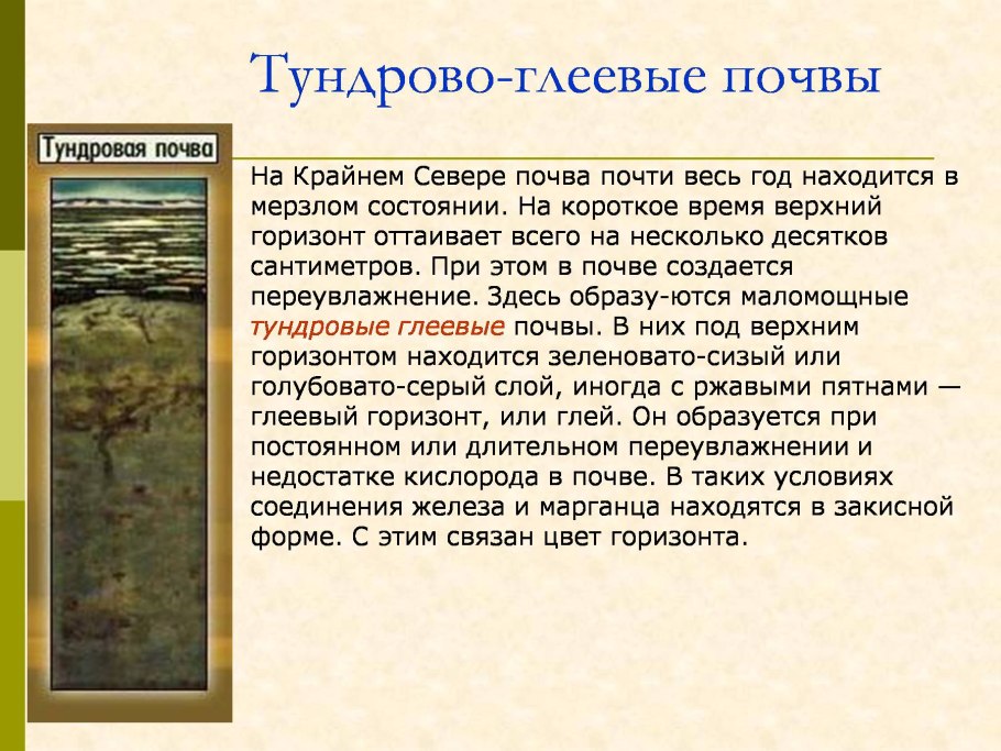 Тундровые глеевые почвы горизонты