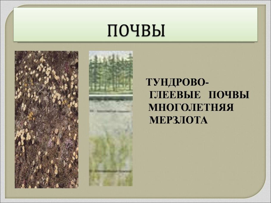 Тундрово-глеевые почвы России