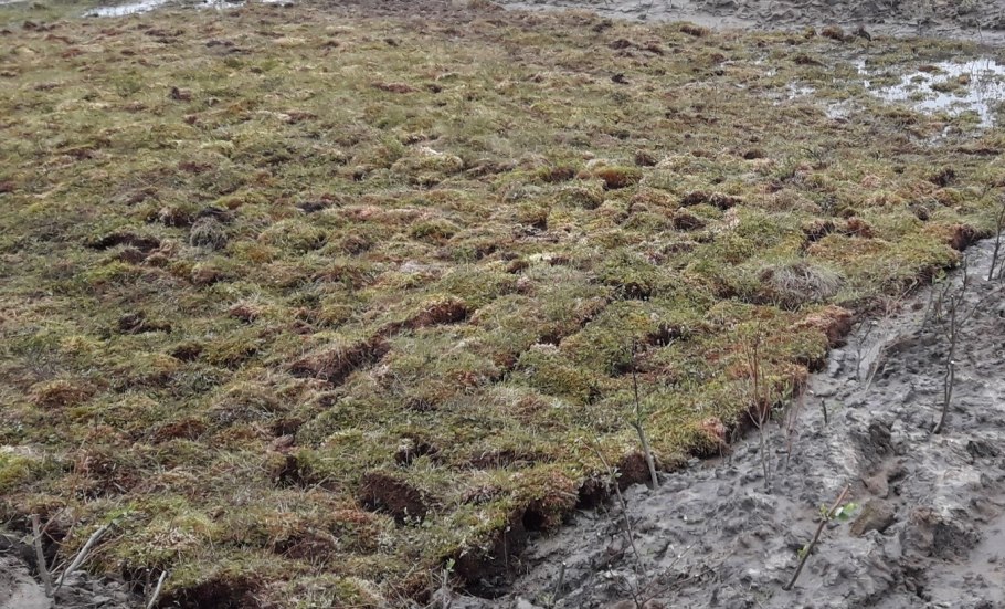 Арктическая Мохово-лишайниковая тундра