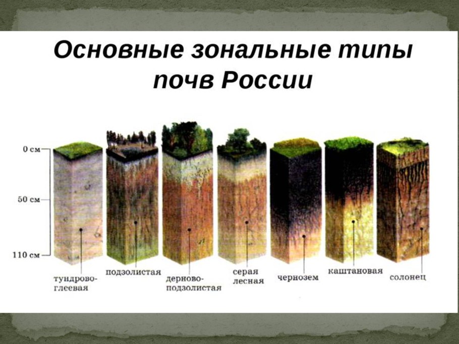 Таймыр полуостров растительность