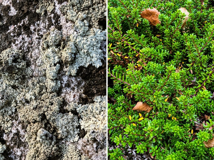 У мхов преобладает