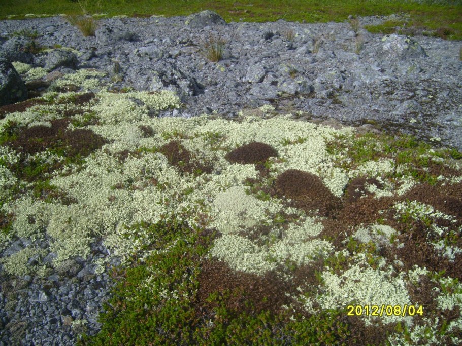 Моховая растительность тундра