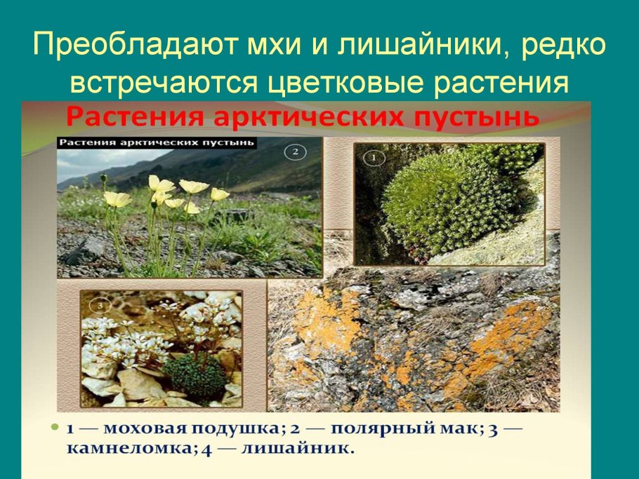 Лишайниково-Моховая тундра