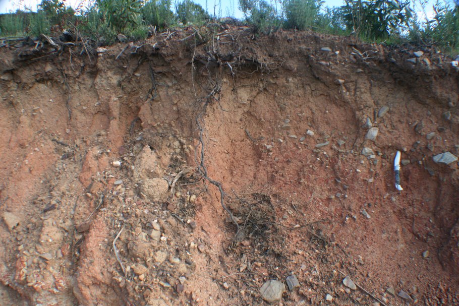 Ягель Алтайский