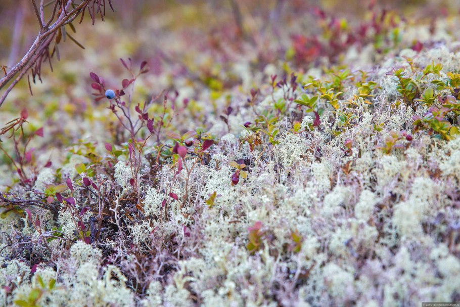 Растения тундры ягель