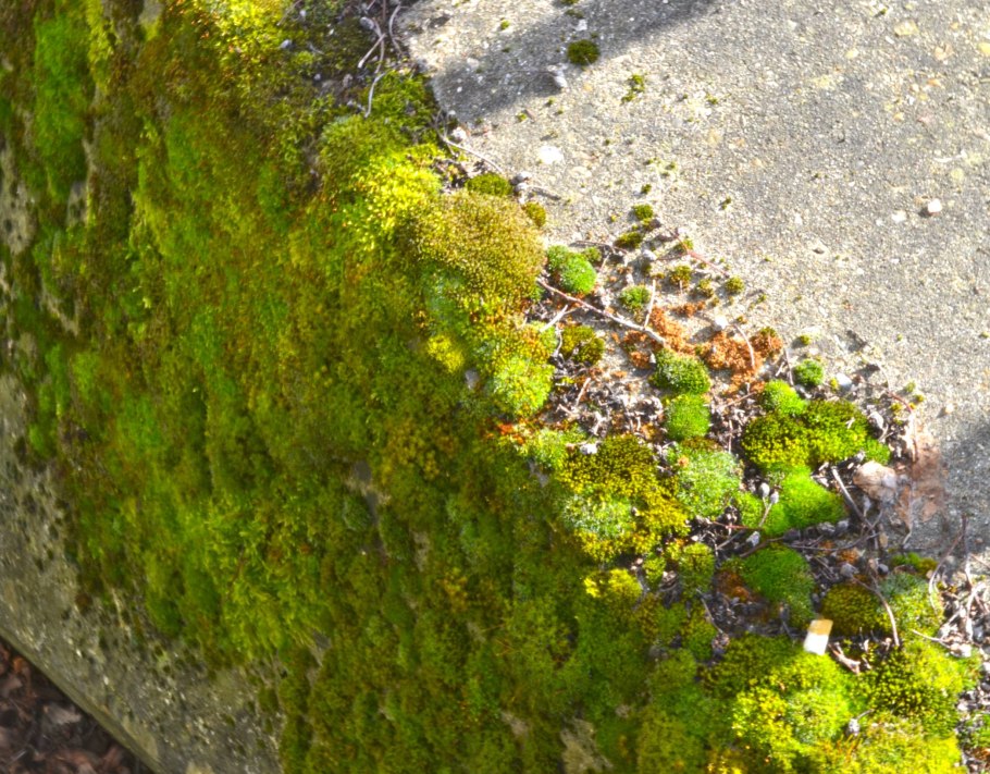 Литофильные мхи
