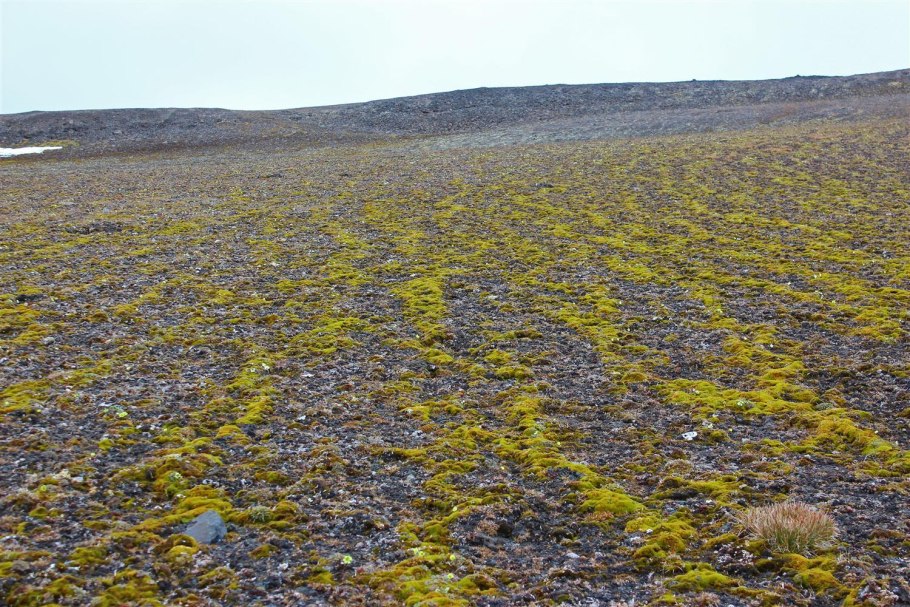 Тундра земля Франца Иосифа