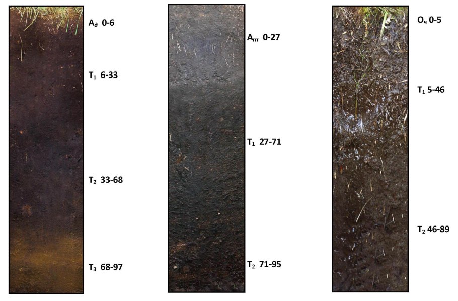 Арктическая Прибрежная тундра