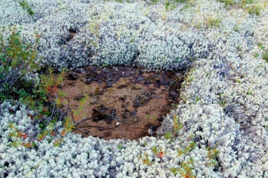 Арктические почвы презентация