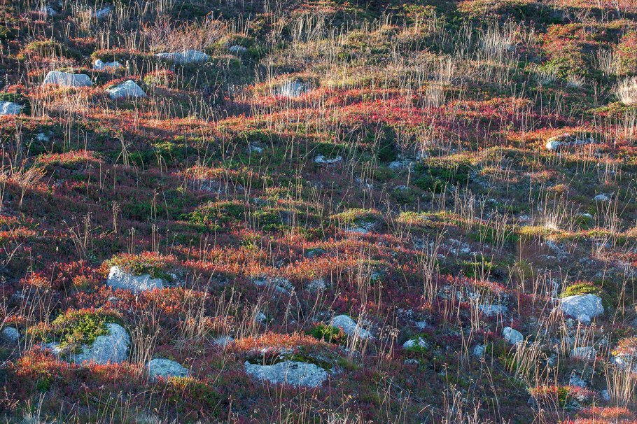 Мох ягель с камнями