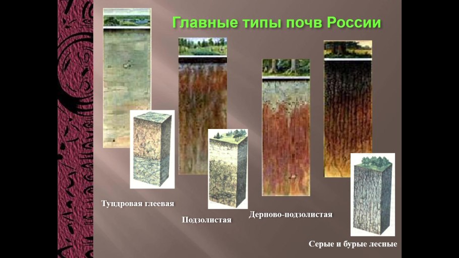 Тундра растения тундры