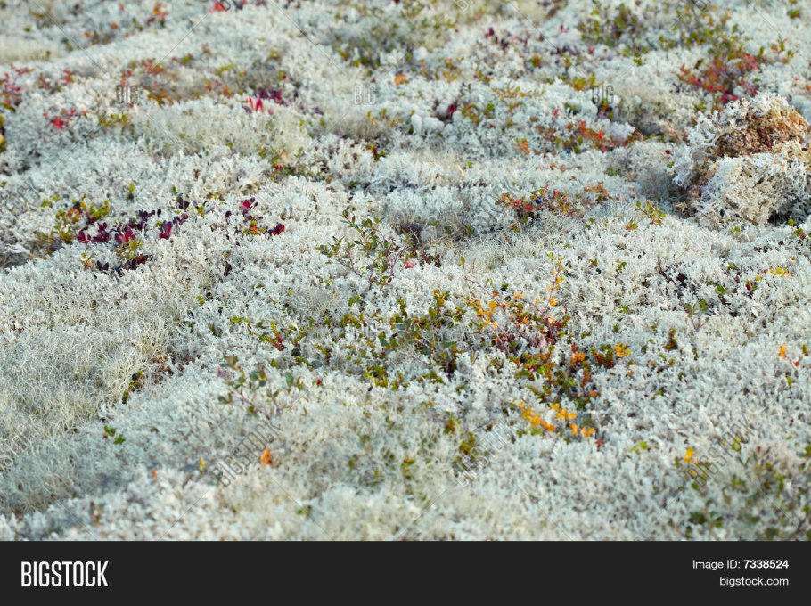 Бурые Горно-Лесные почвы