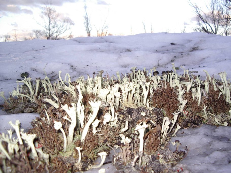 Тундра мозаичность растительного Покрова