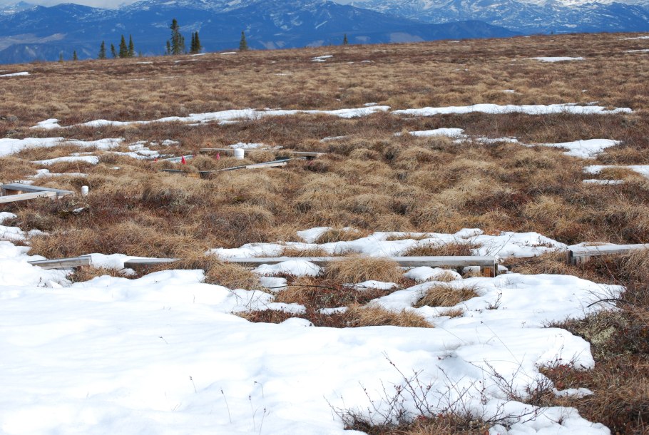 Зональные типы почв России