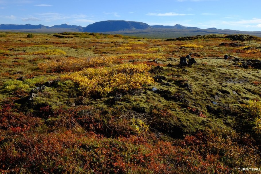 Ника природа тундры