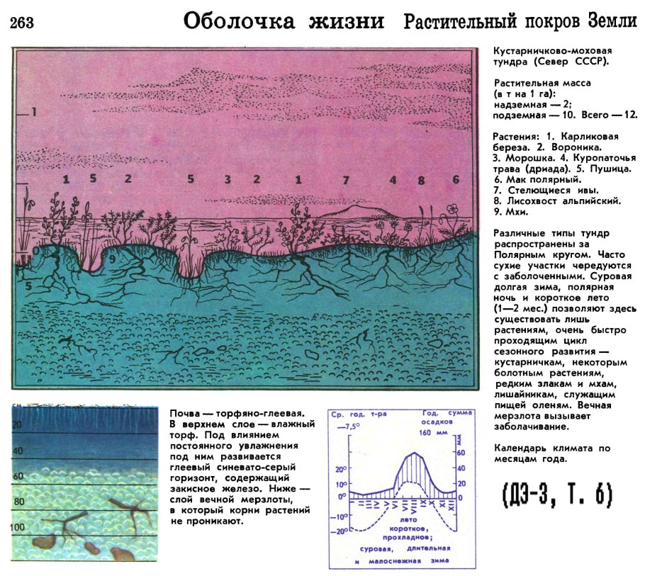 Арктические и тундровые почвы