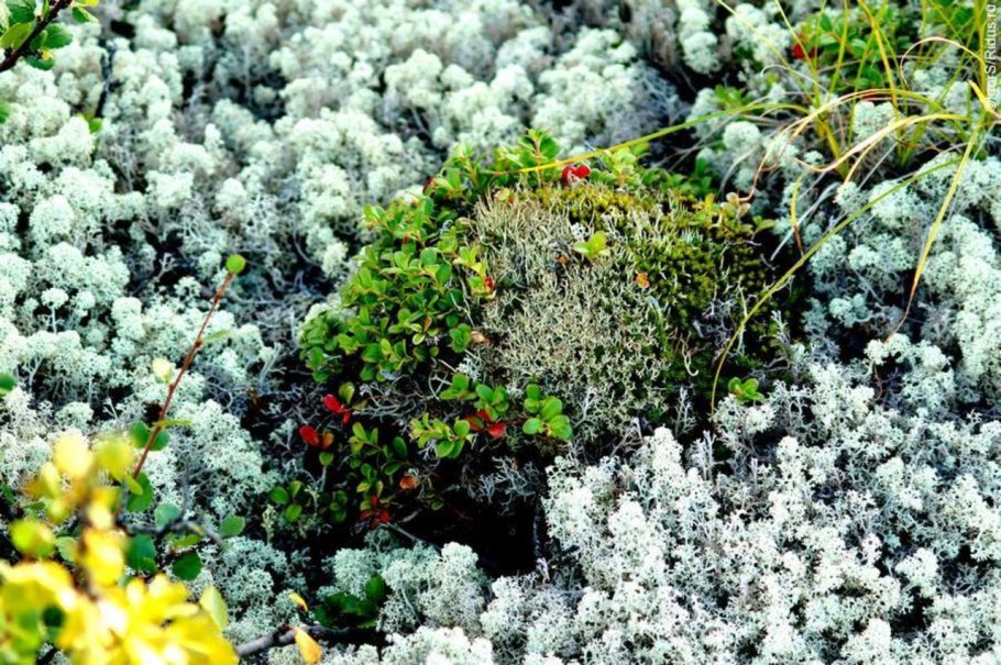 Арктические лишайники земли Франца Иосифа