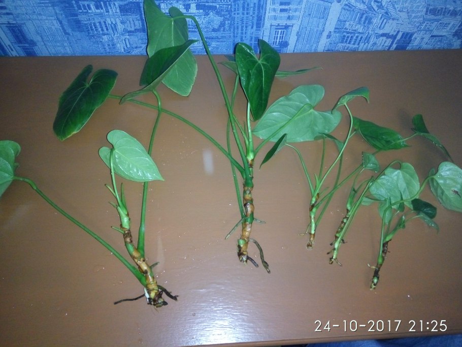 Черенки гибискуса