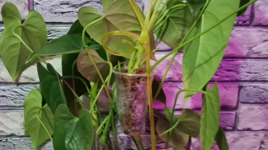 Антуриум корневище