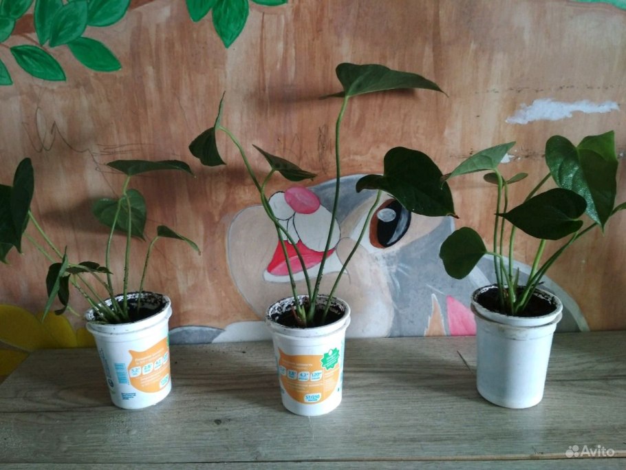 Антуриум gracile