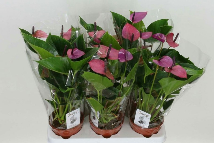 Антуриум Андре рассадить