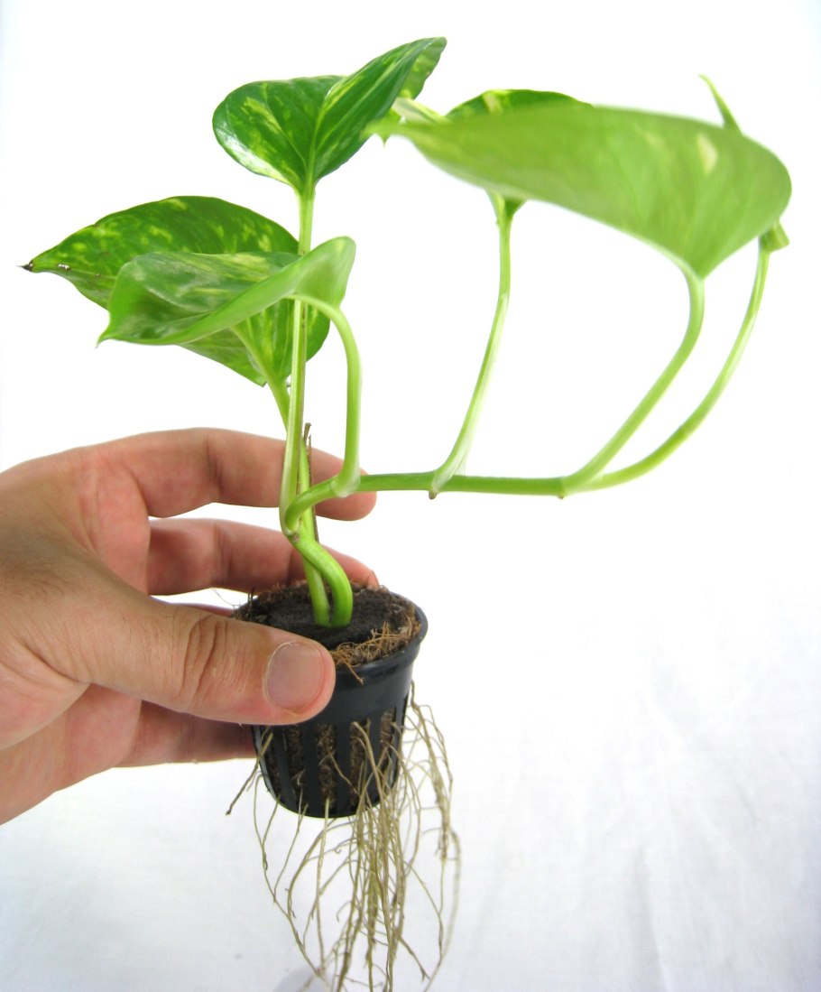 Монстера Адансона размножение