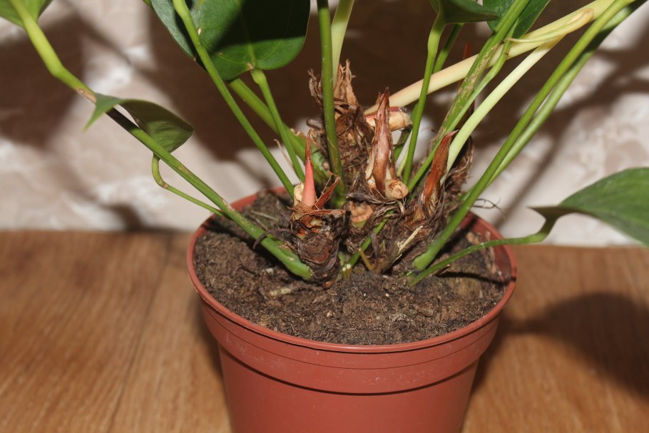 Пересадить Антуриум