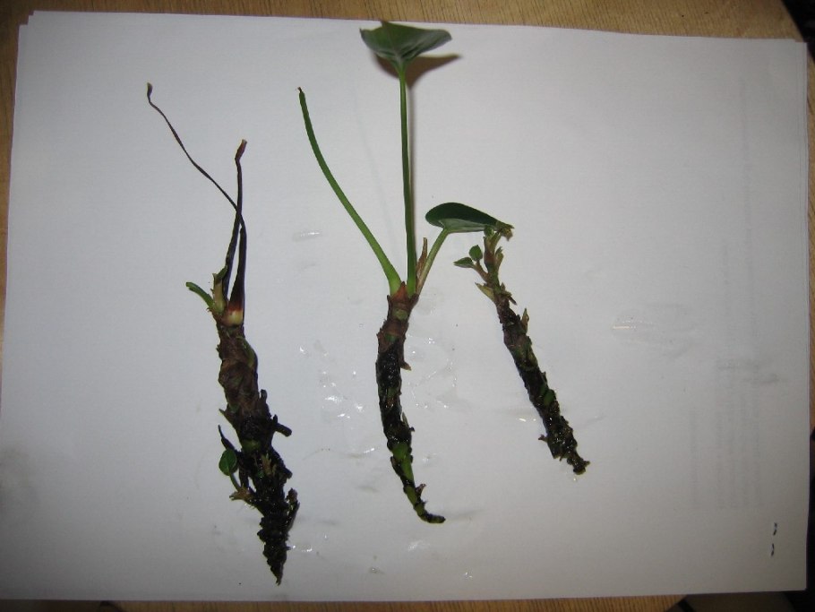 Антуриум черенок