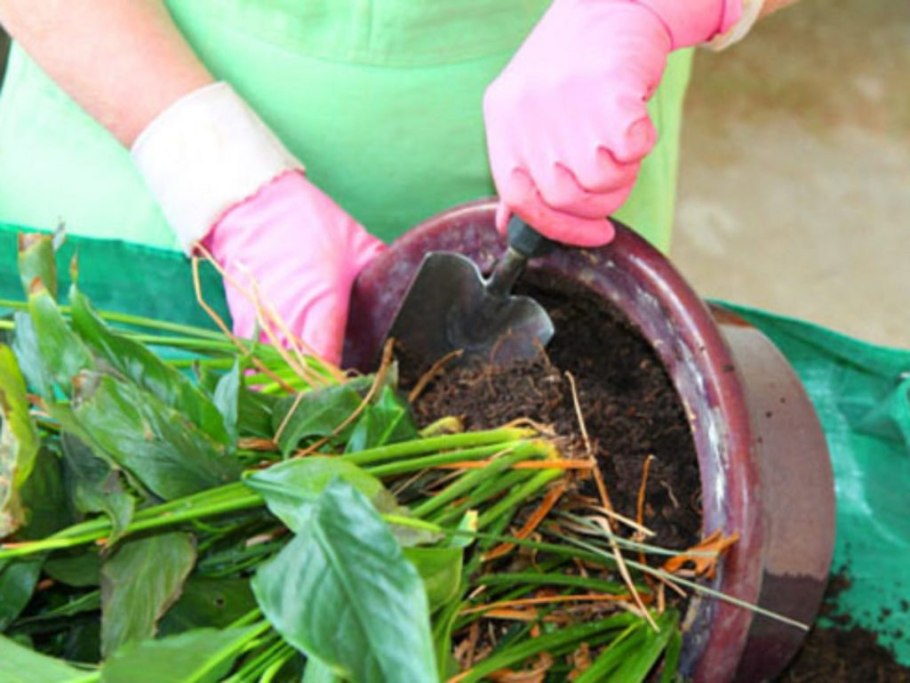 Точка роста у антуриума