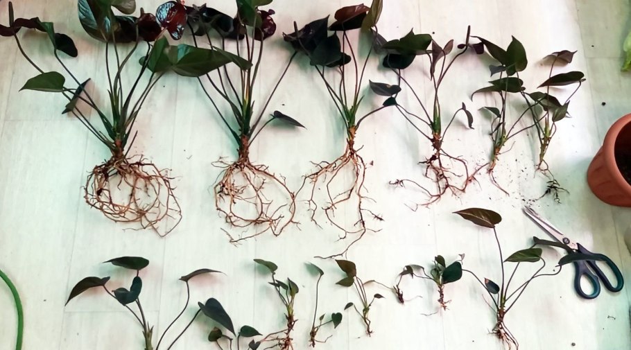 Антуриум размножение