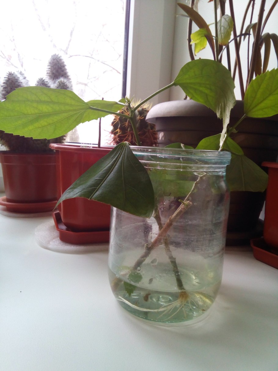 Антуриум отросток в стакане