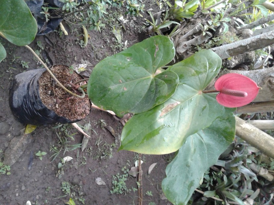 Перевалка Антуриум