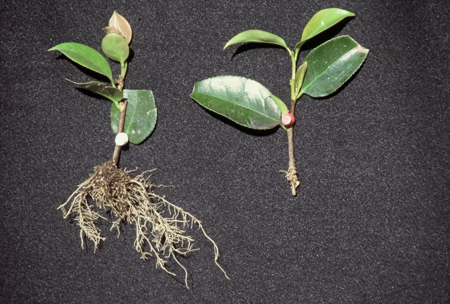 Антуриум фэн шуй