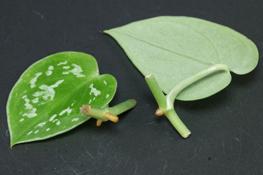 Антуриум рассада