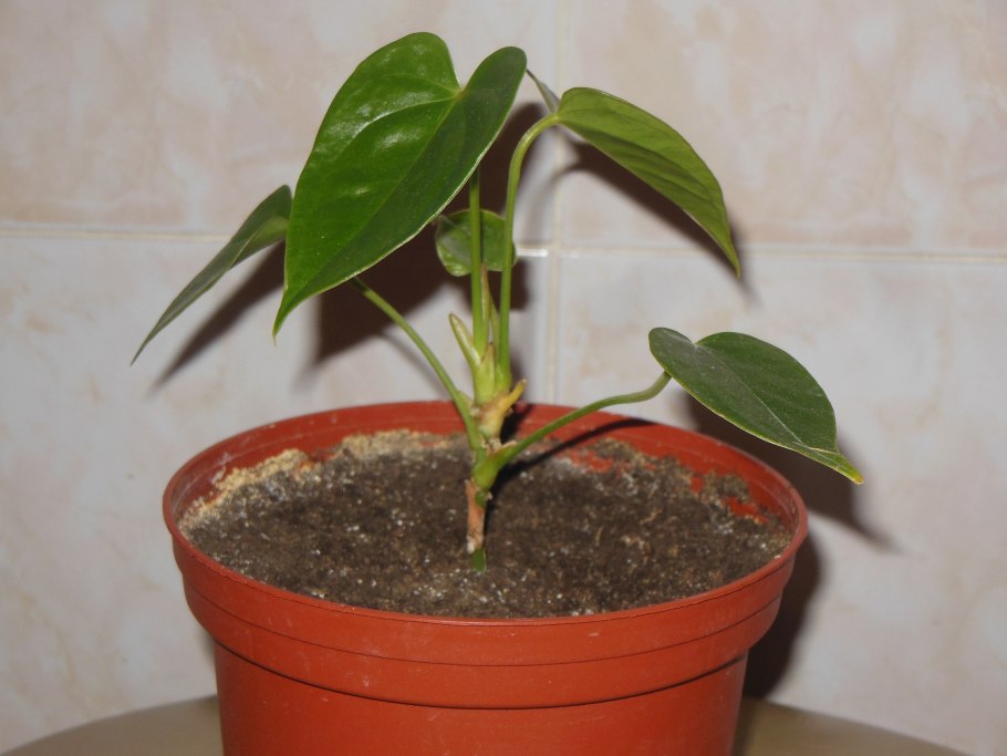 Хойя Карноза размножение черенками