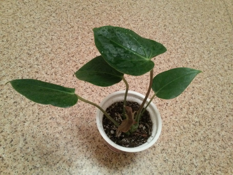 Антуриум отросток