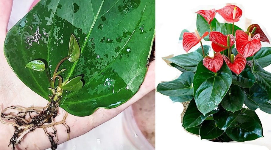 Пересадить Антуриум