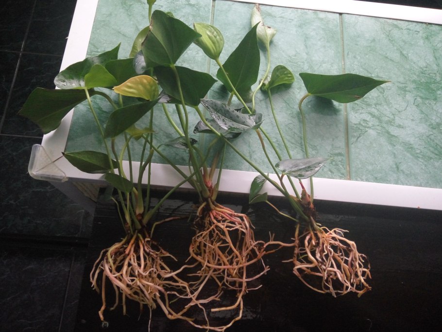 Антуриум плетущийся