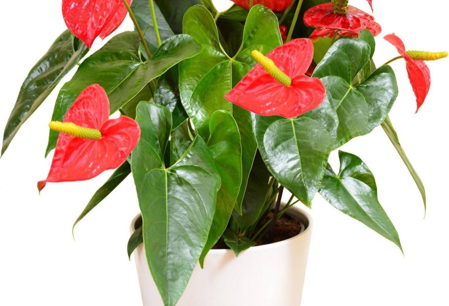 Спатифиллум корни