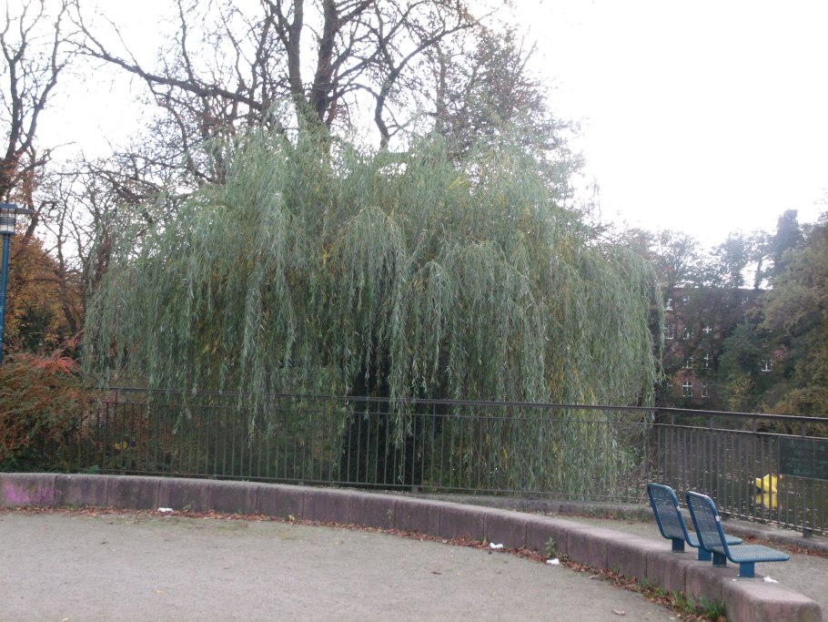 Павел Девяшин "плакучая Ива"