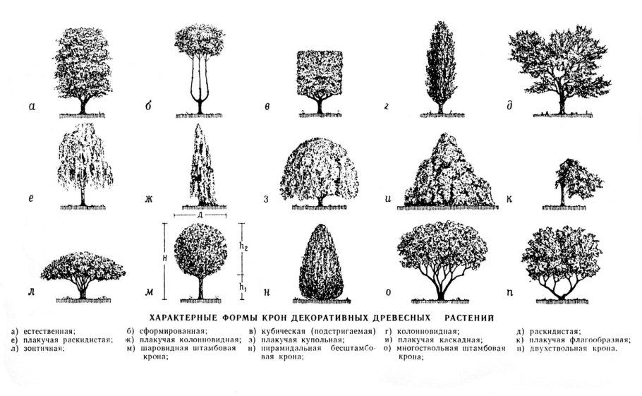 Ива цельнолистная Пендула