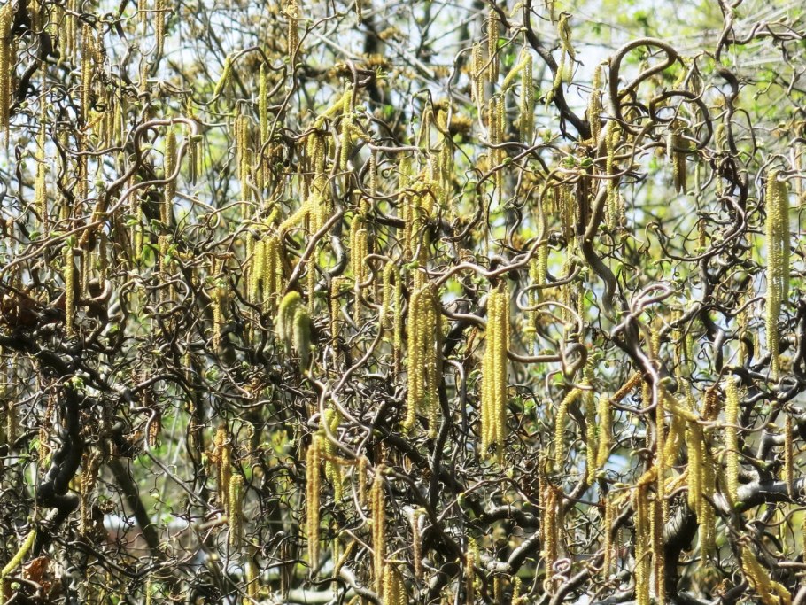 Ива Вавилонская (Salix babylonica)