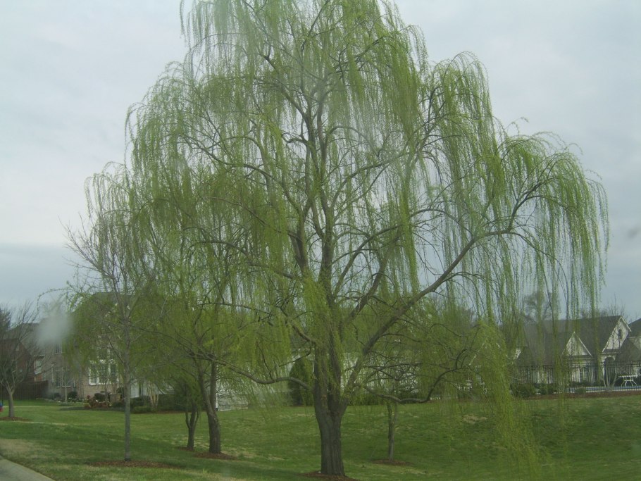 Weeping willow tree