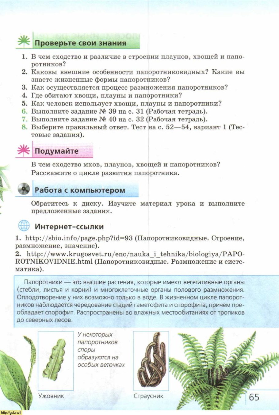 Строение папоротника без подписей