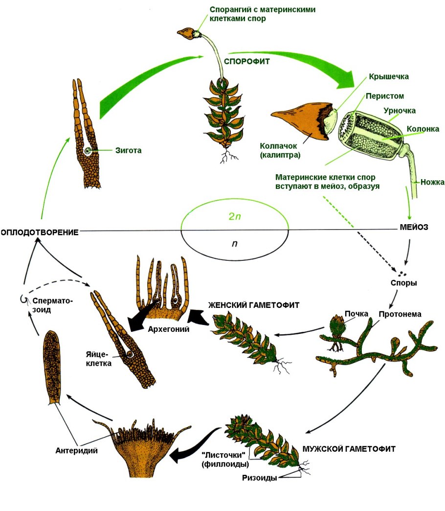 Жизненный цикл мхов класс биология
