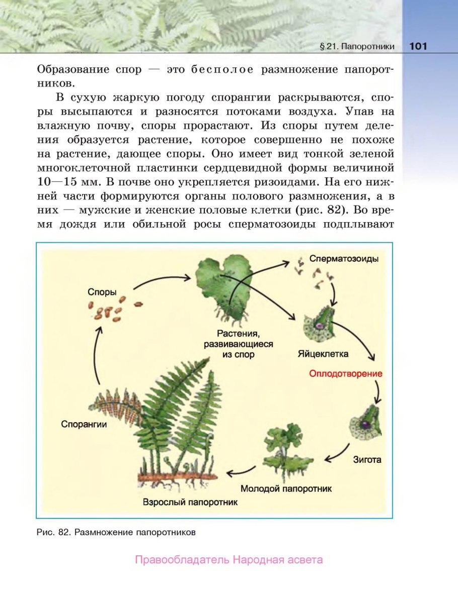 Папоротник Щитовник строе