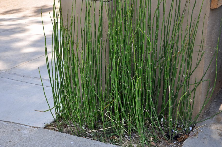 Хвощ зимующий Equisetum hyemale
