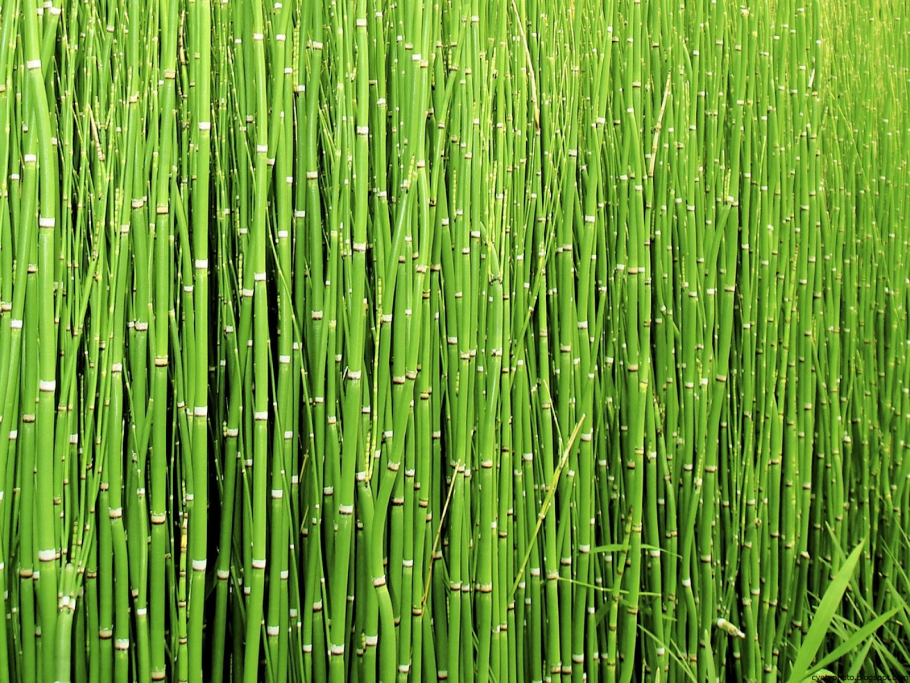 Хвощ зимующий Equisetum hyemale